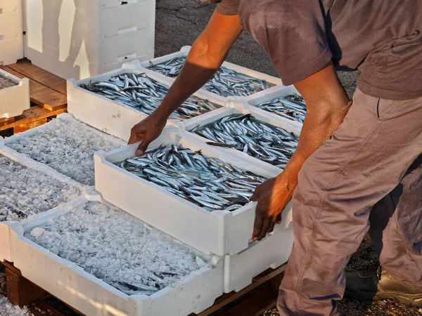 Mediterrán szardella, halász, aki ládányi olajos halat készít — Stock Fotó