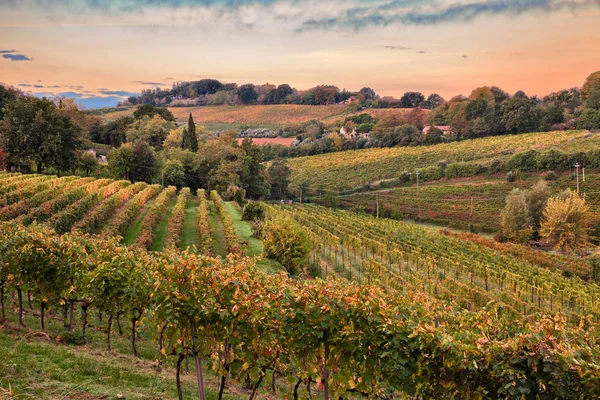 Faenza, Ravenna, Emilia Romagna, İtalya: Üzüm bağlarıyla kırsalın şafağında manzara — Stok fotoğraf