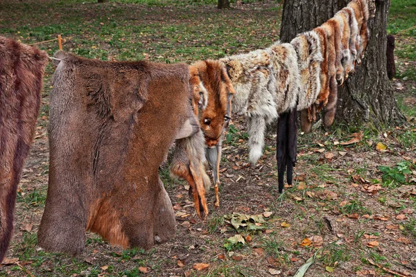 Egy ősi cserzőműhely vadon élő állatirhája — Stock Fotó