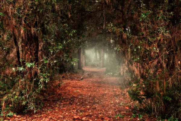 Passage sombre à travers la forêt avec lumière au bout du tunnel — Photo