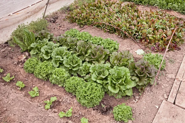 Cikória és saláta termesztése zöldséges kerti üvegházban — Stock Fotó