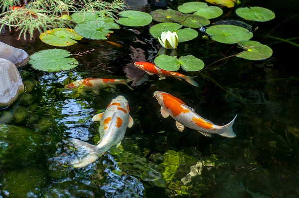 Ikan Hias Berwarna Mengapung Kolam Buatan Pemandangan Dari Atas — Stok Foto