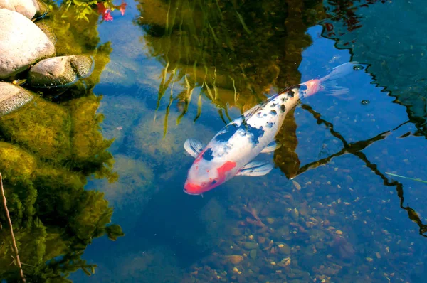 Ikan Hias Berwarna Mengapung Kolam Buatan Pemandangan Dari Atas — Stok Foto