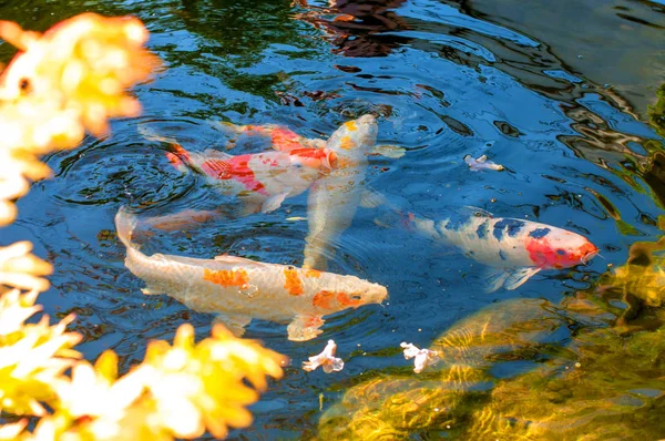 Ikan Hias Berwarna Mengapung Kolam Buatan Pemandangan Dari Atas — Stok Foto