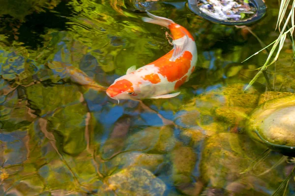 Coloridos Peces Decorativos Flotan Estanque Artificial Vista Desde Arriba — Foto de Stock