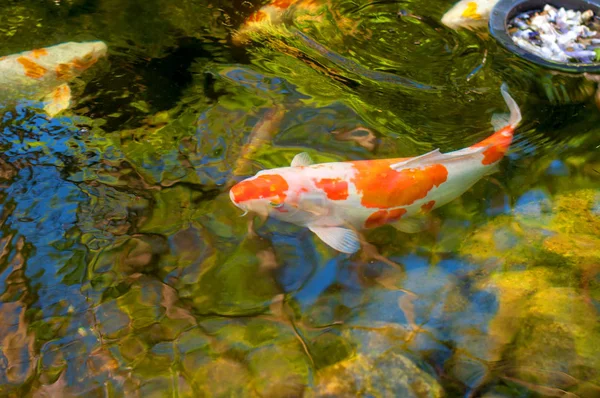 Красочные Декоративные Рыбы Плавают Искусственном Пруду Вид Сверху — стоковое фото