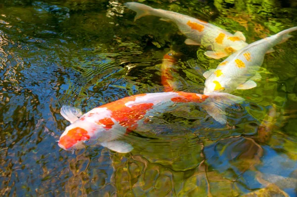 Coloridos Peces Decorativos Flotan Estanque Artificial Vista Desde Arriba — Foto de Stock