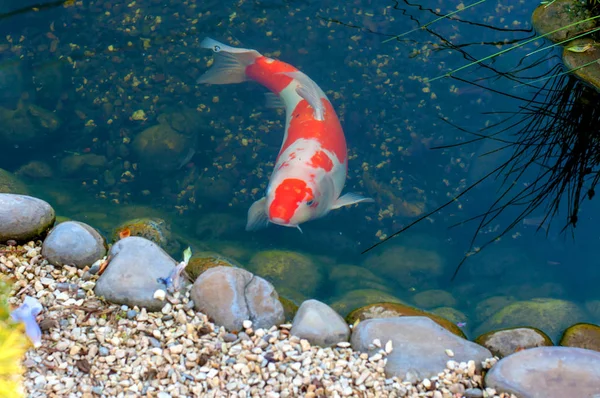 Πολύχρωμο Διακοσμητικά Ψάρια Koi Επιπλέουν Μια Τεχνητή Λιμνούλα Δείτε Από — Φωτογραφία Αρχείου