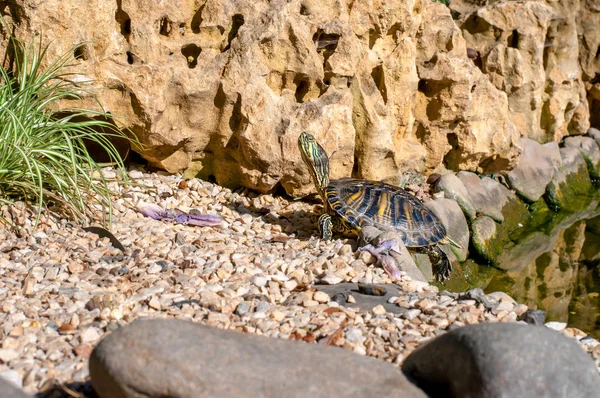 Una Joven Tortuga Salió Del Lago Toma Sol Sobre Fondo — Foto de Stock