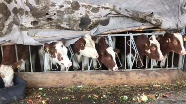 Обед для коров, Швейцария — стоковое видео