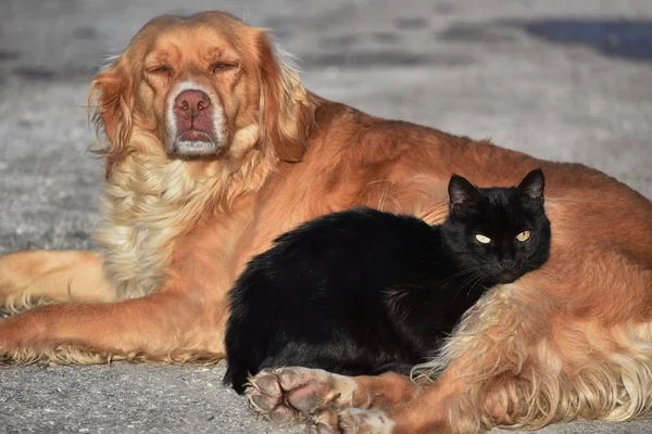 Kat en hond, vrienden voor altijd — Stockfoto