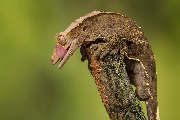 Chocholatý gecko olízl rty — Stock fotografie