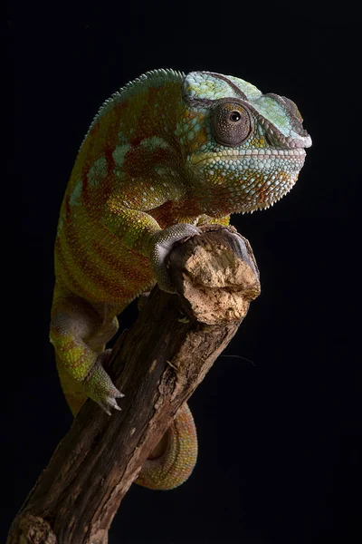 Panther Chameleon portrait — Stock Photo, Image