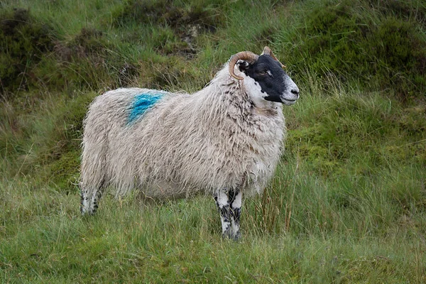 Moutons prêts à être tondus — Photo