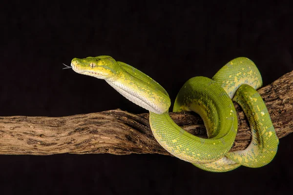 Green tree python — Stock Photo, Image