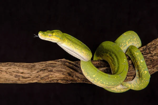 Yeşil ağaç python
