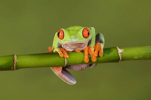 Red eyed tree frog — Stock Photo, Image