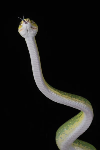 Green tree python — Stock Photo, Image