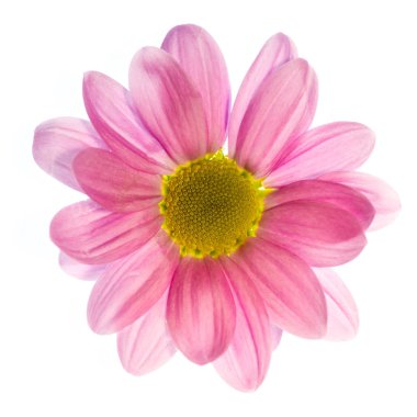 İzole dahlia çiçeği