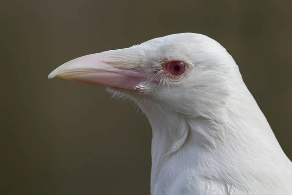 珍しいアルビノのカラスの肖像画 — ストック写真