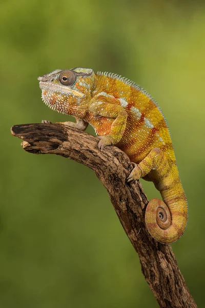 Panther chameleon lezení — Stock fotografie