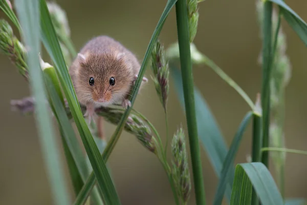 Inquisitive harvest mouse