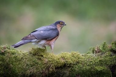 Uyarı bir atmaca yakın görüntü