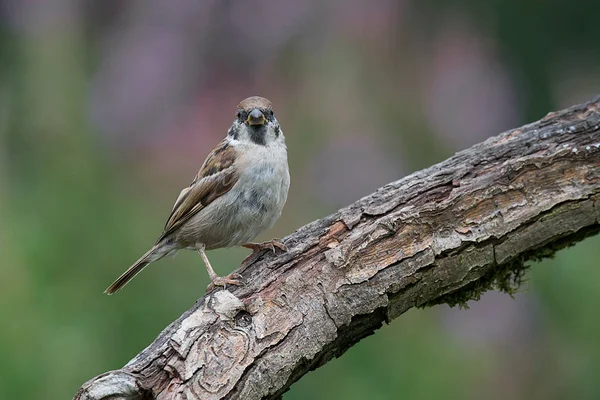 Nosey tree sparrow on branch — Stock Photo, Image