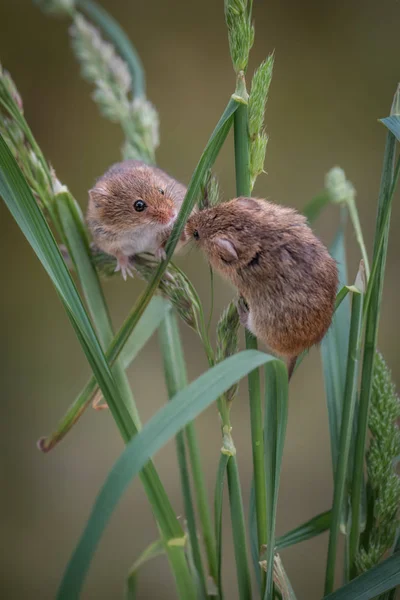 Two harvest mice playing