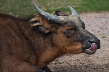 Afrika ormanı buffalo