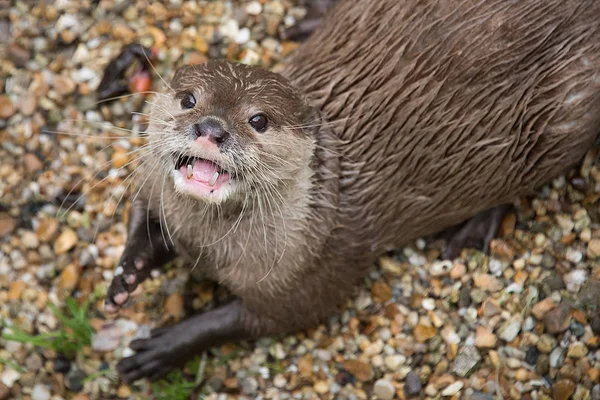 เอเชีย สั้น clawed otter — ภาพถ่ายสต็อก