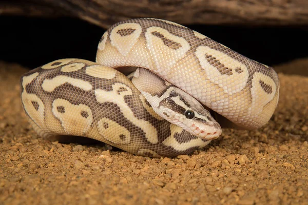 Morph of a Royal python. — Stock Photo, Image