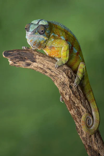 Panther chameleon full length — Stock Photo, Image