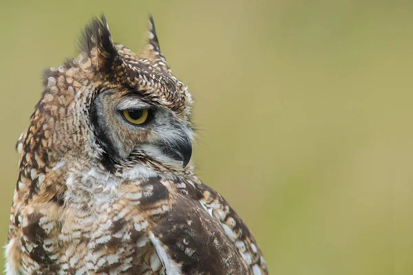 Hibou aigle tacheté — Photo