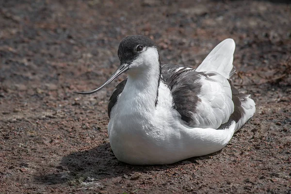 Avocet sitting on the ground