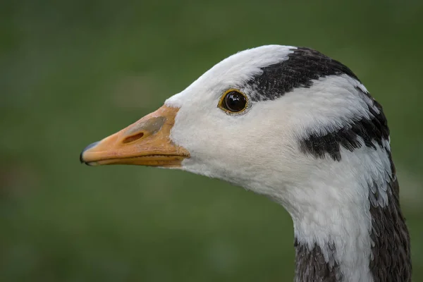 Bar headed goose — Stock Photo, Image