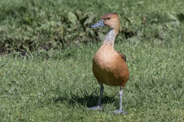 Canard siffleur complet — Photo