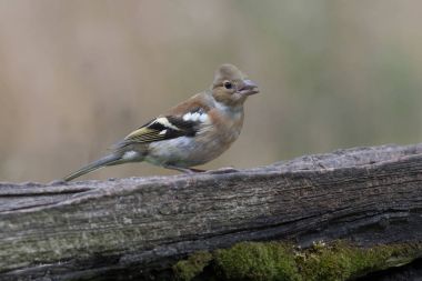 Kadın ispinoz beslenme