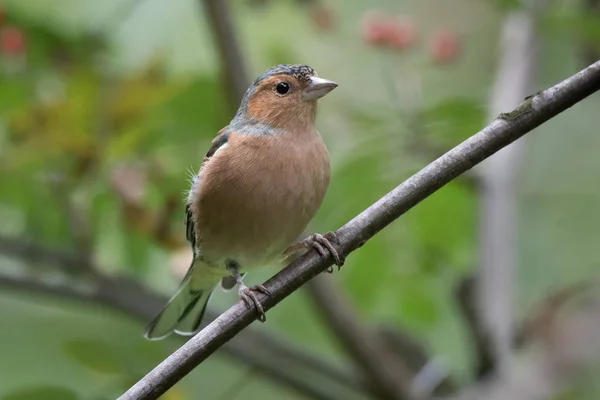 Perched male chaffinch — Stock Photo, Image