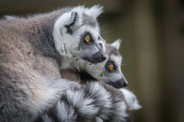 Chiusura anello taieled lemuri — Foto Stock