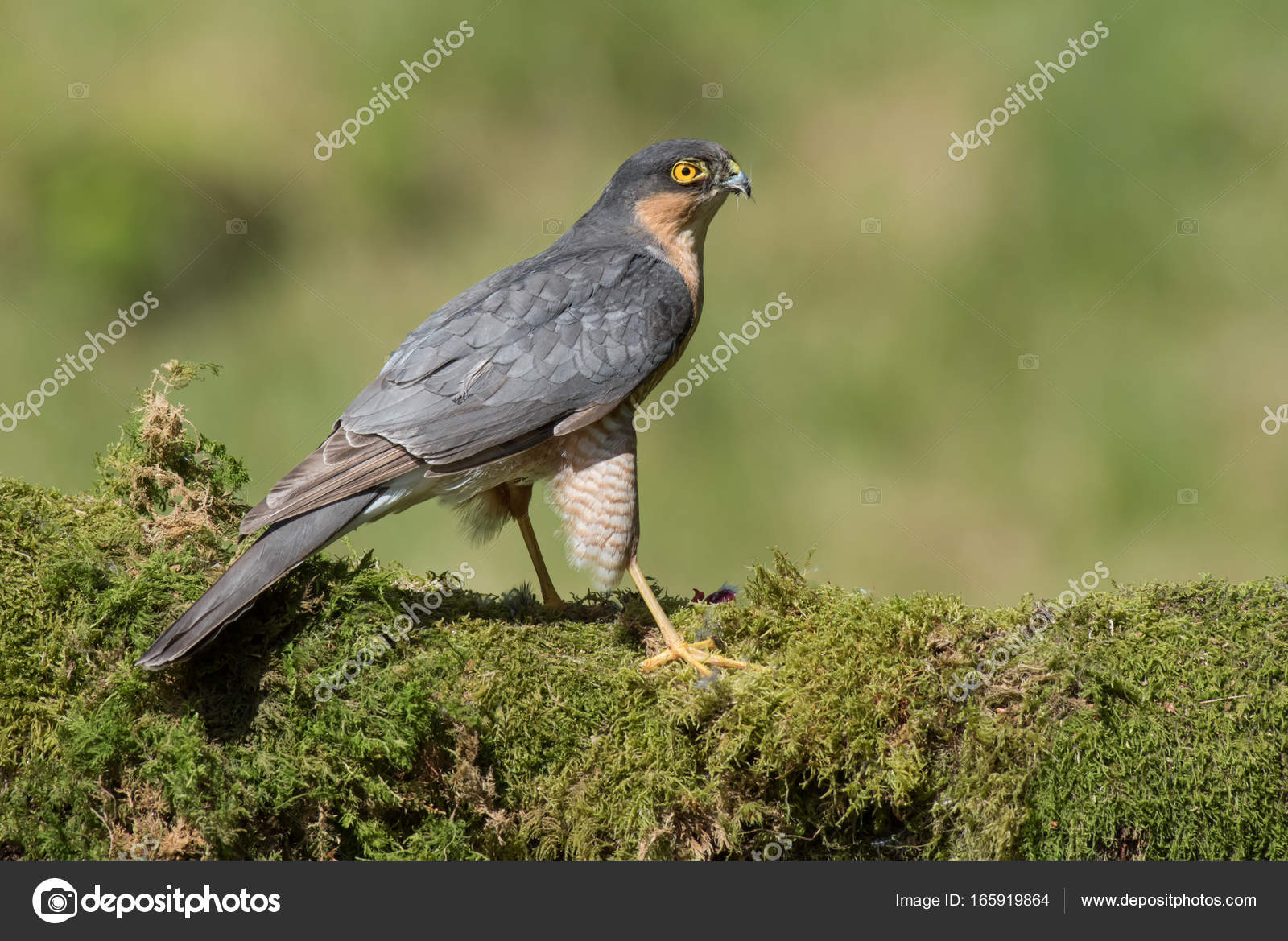 松雀鹰的肖像——图库图片© alan_tunnicliffe@yahoo.co.uk #165919864