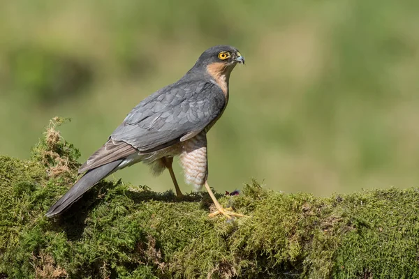 Retrato de um sparrowhawk — Fotografia de Stock