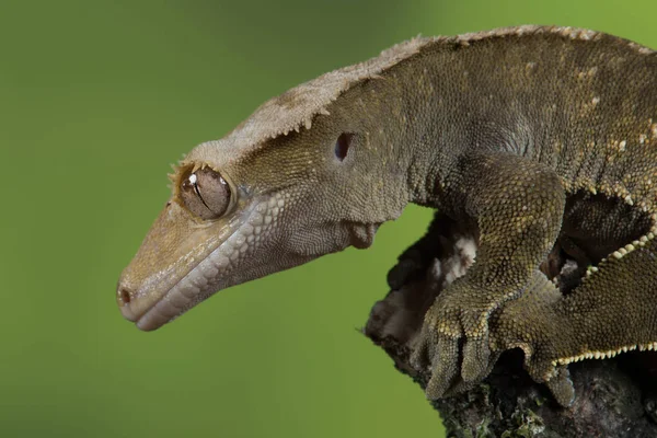 Detailní záběr chocholatý gecko — Stock fotografie