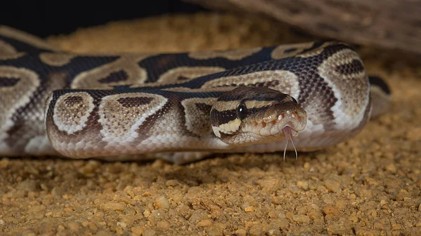Super pastel royal python — Stock Photo, Image