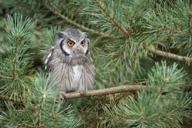 Beyaz yüzlü ishak kuşu