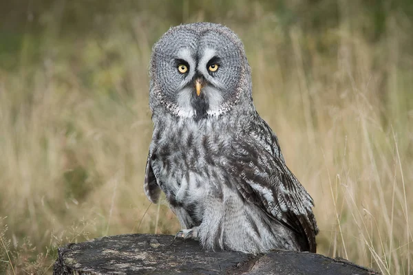 Gran búho gris — Foto de Stock