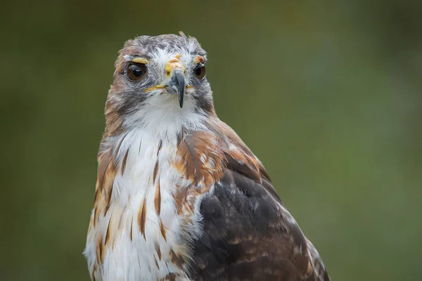 Czerwony tailed hawk — Zdjęcie stockowe