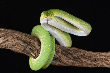 Yeşil ağaç python