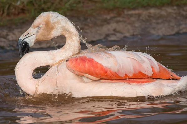 Pembe flamingo Yüzme — Stok fotoğraf