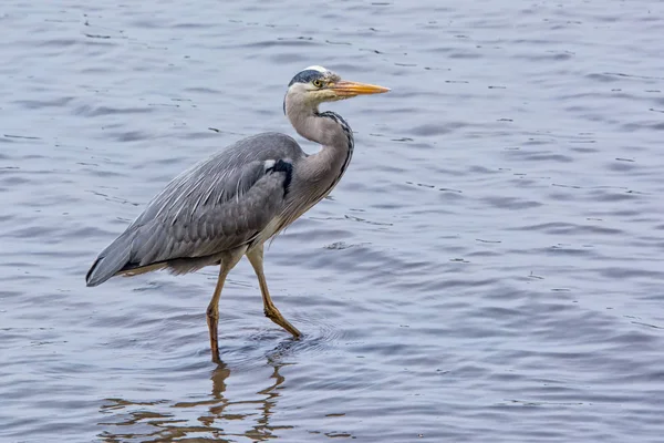 Grey heron wading — Stock Photo, Image